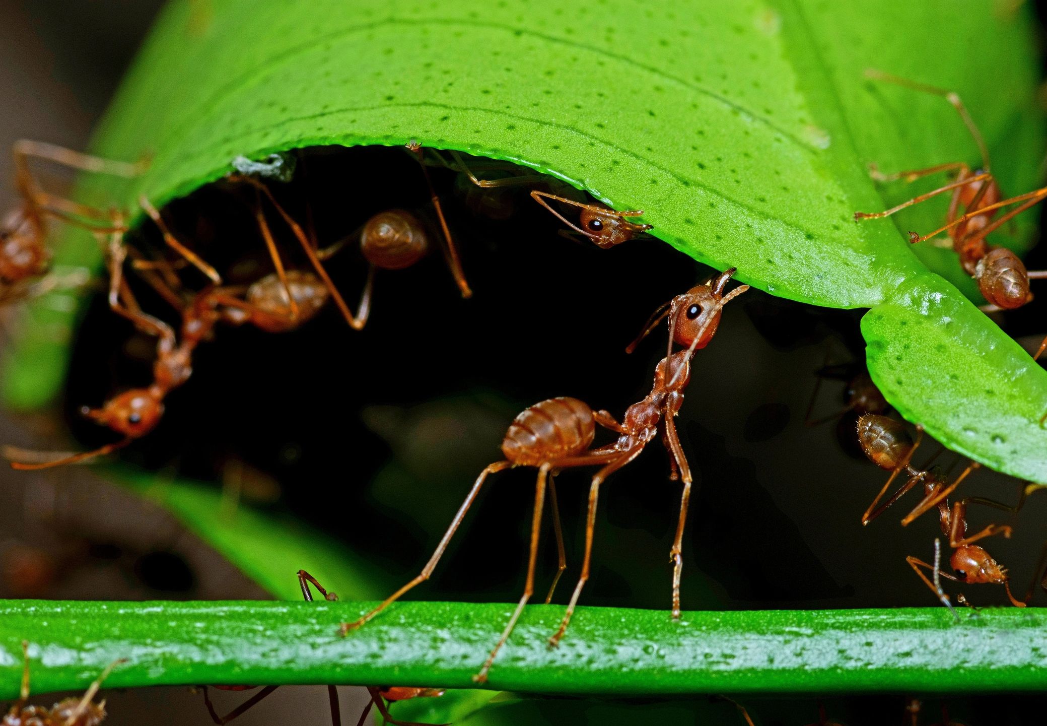 Close-up of ants on a leaf