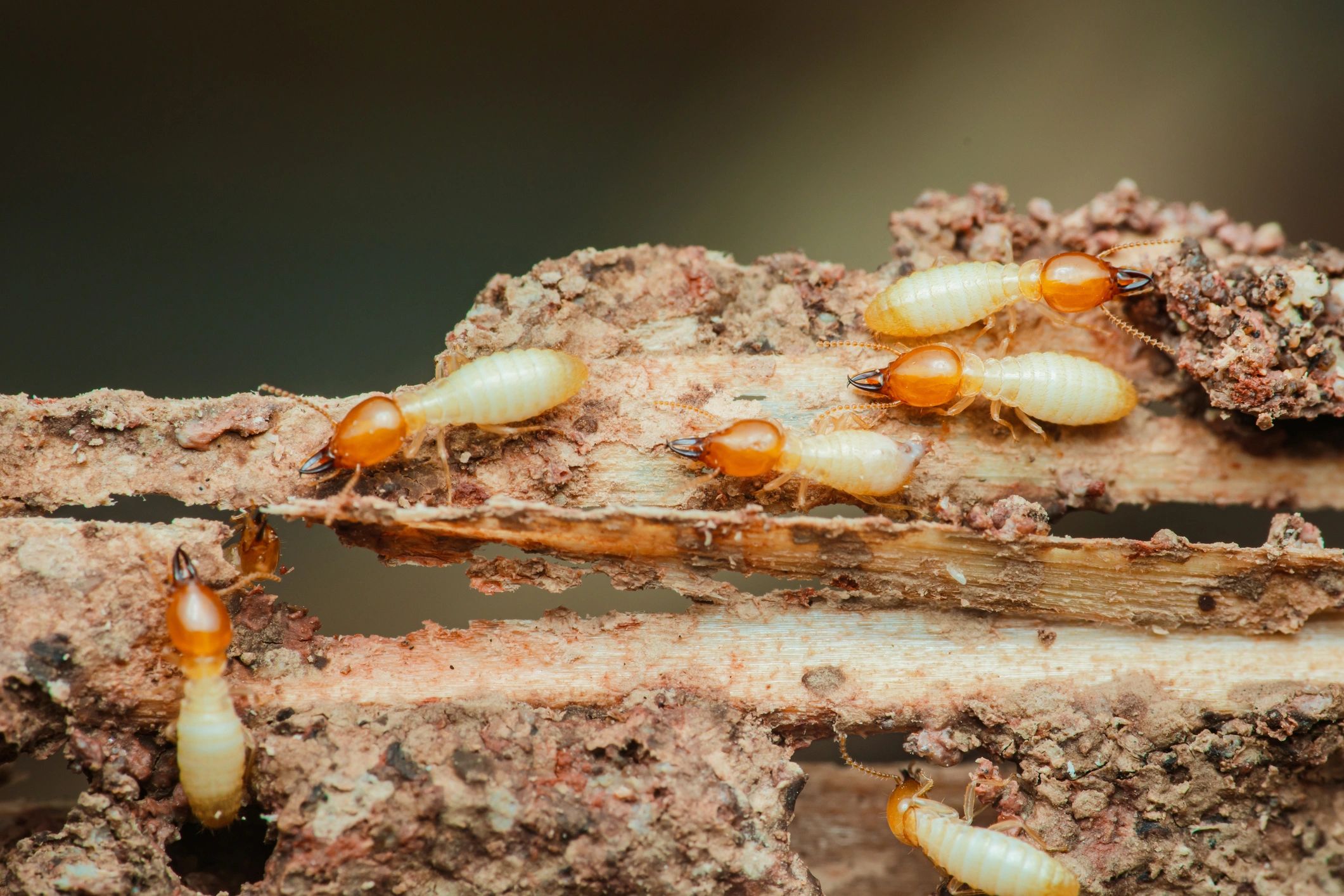 Close-up of termites on wood